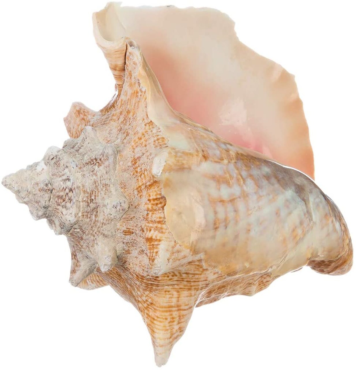 Conch Seashell 6"-8" Imperfect Conch 1 Garden Quality Conch Shell